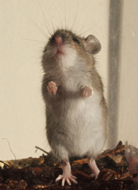White-footed Mouse